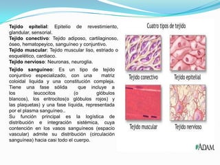 Tejido epitelial: Epitelio de revestimiento,
glandular, sensorial.
Tejido conectivo: Tejido adiposo, cartilaginoso,
óseo, hematopeyico, sanguíneo y conjuntivo.
Tejido muscular: Tejido muscular liso, estriado o
esquelético, cardiaco.
Tejido nervioso: Neuronas, neuroglia.
Tejido sanguíneo: Es un tipo de tejido
conjuntivo especializado, con una         matriz
coloidal liquida y una constitución compleja.
Tiene una fase sólida           que incluye a
los         leucocitos        (o        glóbulos
blancos), los eritrocitos(o glóbulos rojos) y
las plaquetas) y una fase líquida, representada
por el plasma sanguíneo..
Su función principal es la logística de
distribución e integración sistémica, cuya
contención en los vasos sanguíneos (espacio
vascular) admite su distribución (circulación
sanguínea) hacia casi todo el cuerpo.
 