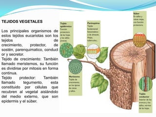 TEJIDOS VEGETALES

Los principales organismos de
estos tejidos eucariotas son los
tejidos                        de
crecimiento,     protector,    de
sostén, parenquimatico, conduct
or y secretor.
Tejido de crecimiento: También
llamado meristemos, su función
es dividirse por mitosis en forma
continua.
Tejido     protector:    También
llamado      tegumento,       esta
constituido por células que
recubren al vegetal aislándolo
del medio externo, que son
epidermis y el súber.
 