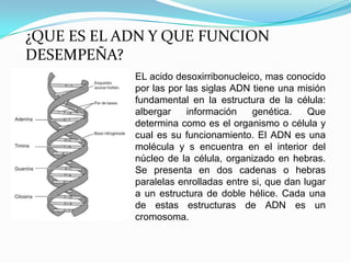 ¿QUE ES EL ADN Y QUE FUNCION
DESEMPEÑA?
            EL acido desoxirribonucleico, mas conocido
            por las por las siglas ADN tiene una misión
            fundamental en la estructura de la célula:
            albergar    información    genética.    Que
            determina como es el organismo o célula y
            cual es su funcionamiento. El ADN es una
            molécula y s encuentra en el interior del
            núcleo de la célula, organizado en hebras.
            Se presenta en dos cadenas o hebras
            paralelas enrolladas entre si, que dan lugar
            a un estructura de doble hélice. Cada una
            de estas estructuras de ADN es un
            cromosoma.
 