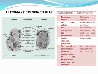 ANATOMIA Y FISIOLOGIA CELULAR:   CELULA ANIMAL:        CELULA VEGETAL:

                                    Membrana              Membrana
                                    celular               celular
                                    No        pared       Pared celular: le
                                    celular               da rigidez
                                    No                    Cloroplastos:
                                    cloroplastos:         (fotosíntesis) lo
                                    (No                   cual los hace
                                    fotosíntesis)         autótrofos
                                    Varias                Una vacuola
                                    vacuolas
                                    pequeñas
                                    Se reproduce          Se     reproduce
                                    sexualmente           asexualmente
                                    presenta              (son idénticos)
                                    características
                                    de           los
                                    progenitores
                                    pero no son
                                    idénticos
 