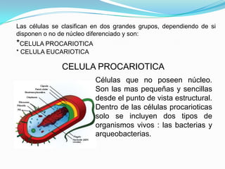 Las células se clasifican en dos grandes grupos, dependiendo de si
disponen o no de núcleo diferenciado y son:
*CELULA PROCARIOTICA
* CELULA EUCARIOTICA

               CELULA PROCARIOTICA
                          Células que no poseen núcleo.
                          Son las mas pequeñas y sencillas
                          desde el punto de vista estructural.
                          Dentro de las células procarioticas
                          solo se incluyen dos tipos de
                          organismos vivos : las bacterias y
                          arqueobacterias.
 