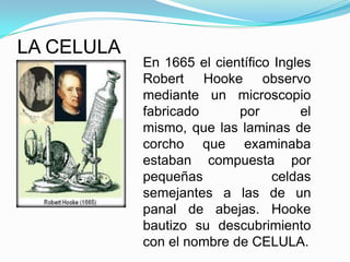 LA CELULA
            En 1665 el científico Ingles
            Robert Hooke observo
            mediante un microscopio
            fabricado      por        el
            mismo, que las laminas de
            corcho que examinaba
            estaban compuesta por
            pequeñas             celdas
            semejantes a las de un
            panal de abejas. Hooke
            bautizo su descubrimiento
            con el nombre de CELULA.
 