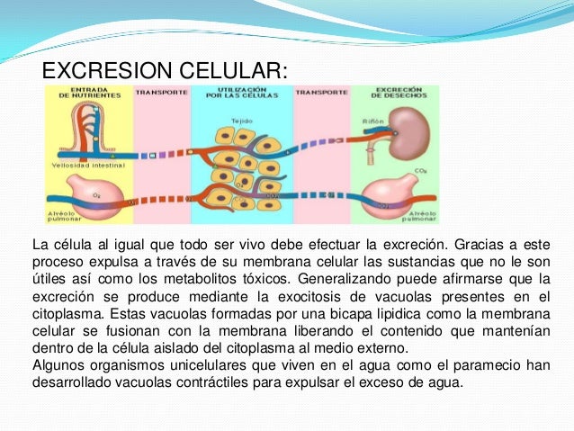 Como El Paramecio Controla El Exceso De Agua