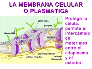 La celula y sus organelos 