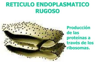 RETICULO ENDOPLASMATICO 
RUGOSO 
Producción 
de las 
proteínas a 
través de los 
ribosomas. 
 