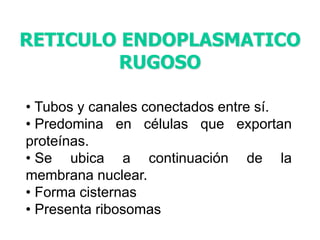 RETICULO ENDOPLASMATICO 
RUGOSO 
• Tubos y canales conectados entre sí. 
• Predomina en células que exportan 
proteínas. 
• Se ubica a continuación de la 
membrana nuclear. 
• Forma cisternas 
• Presenta ribosomas 
 