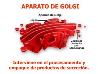 APARATO DE GOLGI 
Interviene en el procesamiento y 
empaque de productos de secreción. 
 