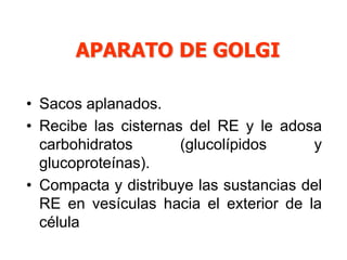 APARATO DE GOLGI 
• Sacos aplanados. 
• Recibe las cisternas del RE y le adosa 
carbohidratos (glucolípidos y 
glucoproteínas). 
• Compacta y distribuye las sustancias del 
RE en vesículas hacia el exterior de la 
célula 
 