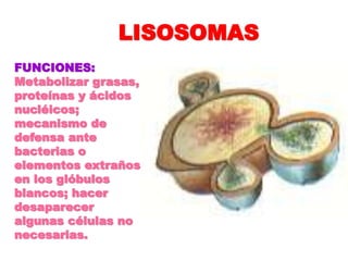 LISOSOMAS 
FUNCIONES: 
Metabolizar grasas, 
proteínas y ácidos 
nucléicos; 
mecanismo de 
defensa ante 
bacterias o 
elementos extraños 
en los glóbulos 
blancos; hacer 
desaparecer 
algunas células no 
necesarias. 
 