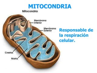MITOCONDRIA 
Responsable de 
la respiración 
celular. 
 