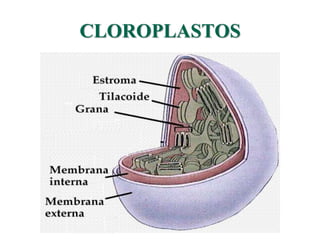 CLOROPLASTOS 
 