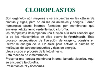 CLOROPLASTOS 
Son orgánulos aún mayores y se encuentran en las células de 
plantas y algas, pero no en las de animales y hongos. Tienen 
numerosos sacos internos formados por membranas que 
encierran el pigmento verde llamado clorofila. 
los cloroplastos desempeñan una función aún más esencial que 
la de las mitocondrias: en ellos ocurre la fotosíntesis. Este 
proceso, acompañado de liberación de oxígeno, consiste en 
utilizar la energía de la luz solar para activar la síntesis de 
moléculas de carbono pequeñas y ricas en energía. 
Lleva a cabo el proceso de la fotosíntesis. 
Está rodeado de 2 membranas. 
Presenta una tercera membrana interna llamada tilacoide. Aquí 
se encuentra la clorofila. 
Presentan ADN y ribosomas 
 