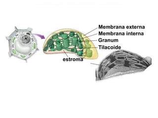 Membrana externa 
Membrana interna 
Granum 
Tilacoide 
estroma 
 