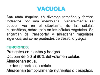 VACUOLA 
Son unos saquitos de diversos tamaños y formas 
rodeados por una membrana. Generalmente se 
pueden ver en el citoplasma de las células 
eucarióticas, sobre todo en las células vegetales. Se 
encargan de transportar y almacenar materiales 
ingeridos, así como productos de desecho y agua. 
FUNCIONES: 
Presentes en plantas y hongos. 
Ocupan del 30 al 90% del volumen celular. 
Almacenan agua. 
Le dan soporte a la célula. 
Almacenan temporalmente nutrientes o desechos. 
 