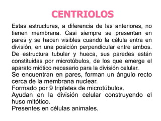 CENTRIOLOS 
Estas estructuras, a diferencia de las anteriores, no 
tienen membrana. Casi siempre se presentan en 
pares y se hacen visibles cuando la célula entra en 
división, en una posición perpendicular entre ambos. 
De estructura tubular y hueca, sus paredes están 
constituidas por microtúbulos, de los que emerge el 
aparato miótico necesario para la división celular. 
Se encuentran en pares, forman un ángulo recto 
cerca de la membrana nuclear. 
Formado por 9 tripletes de microtúbulos. 
Ayudan en la división celular construyendo el 
huso mitótico. 
Presentes en células animales. 
 