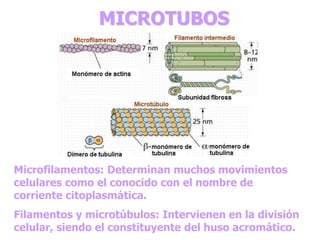 MICROTUBOS 
Microfilamentos: Determinan muchos movimientos 
celulares como el conocido con el nombre de 
corriente citoplasmática. 
Filamentos y microtúbulos: Intervienen en la división 
celular, siendo el constituyente del huso acromático. 
 