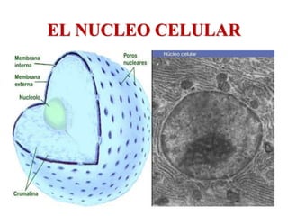 EL NUCLEO CELULAR 
 