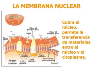 LA MEMBRANA NUCLEAR 
Cubre el 
núcleo, 
permite la 
transferencia 
de materiales 
entre el 
núcleo y el 
citoplasma. 
 