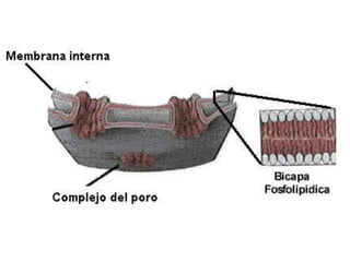 La celula y sus organelos 6º