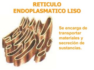 RETICULO 
ENDOPLASMATICO LISO 
Se encarga de 
transportar 
materiales y 
secreción de 
sustancias. 
 