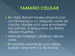  En  1665, Robert Hooke observó con
  un microscopio un delgado corte de
  corcho. Hooke notó que el material
  era poroso. A esos poros, los llamó
  células muertas.
 Marcelo Malpighi, observó células
  vivas.
 El tamaño normal de una célula
  puede variar entr 5 y 50 micras.
 