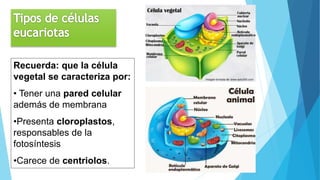 Recuerda: que la célula
vegetal se caracteriza por:
• Tener una pared celular
además de membrana
•Presenta cloroplastos,
responsables de la
fotosíntesis
•Carece de centriolos.
 