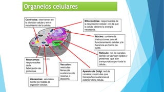 Núcleo: contiene la
instrucciones para el
funcionamiento celular y la
herencia en forma de
ADN.
Mitocondrias: responsables de
la respiración celular, con la que
la célula obtiene la energía
necesaria.
Retículo: red de canales
donde se fabrican lípidos y
proteínas que son
transportados por toda la
célula..
Aparato de Golgi: red de
canales y vesículas que
transportan sustancias al
exterior de la célula.
Vacuolas:
vesículas
llenas de
sustancias de
reserva o
desecho.
Lisosomas: vesículas
donde se realiza la
digestión celular.
Ribosomas:
responsables
de la
fabricación de
proteínas
Centriolos: intervienen en
la división celular y en el
movimiento de la célula.
 