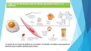 La yema de un huevo de gallina es una célula. Su tamaño se debe a que guarda el
alimento que el pollito necesita para crecer.
 