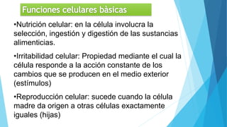 Las funciones celulares
•Nutrición celular: en la célula involucra la
selección, ingestión y digestión de las sustancias
alimenticias.
•Irritabilidad celular: Propiedad mediante el cual la
célula responde a la acción constante de los
cambios que se producen en el medio exterior
(estímulos)
•Reproducción celular: sucede cuando la célula
madre da origen a otras células exactamente
iguales (hijas)
 