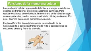 La membrana celular, además de delimitar y proteger la célula, se
encarga de transportar diferentes sustancias químicas. Para
realizar esta tarea con eficiencia, la membrana de la célula escoge
cuales sustancias pueden entrar o salir de la célula y cuáles no. Por
esto, decimos que es una membrana selectiva.
Existen diferentes tipos de transporte, dependiendo de la
naturaleza de la sustancia transportada y de la cantidad que se
encuentra dentro y fuera de la célula.
 