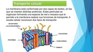 La membrana está conformada por dos capas de lípidos, en las
que se insertan distintas proteínas. Estas partículas se
organizan formando una especie de red o mosaico que le
permite a la membrana realizar sus funciones de transporte. A
escala celular reconocen dos tipos de transporte:
Transporte pasivo y el transporte activo
 