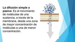 La difusión simple o
pasiva: Es el movimiento
de moléculas de una
sustancia, a través de la
membrana, desde una zona
de mayor concentración de
moléculas a una de menor
concentración.
 