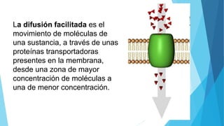 La difusión facilitada es el
movimiento de moléculas de
una sustancia, a través de unas
proteínas transportadoras
presentes en la membrana,
desde una zona de mayor
concentración de moléculas a
una de menor concentración.
 