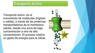 Transporte activo: es el
movimiento de moléculas (ingreso
o salida), a través de las proteínas
transportadoras de la membrana
celular, desde una zona de baja
concentración a otra de alta
concentración. El proceso implica
un gasto de energía para la célula
 