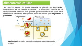 La nutrición celular se realiza mediante el proceso de endocitosis,
característico de las células eucariotas. La endocitosis consiste en la
incorporación de partículas más grandes que el diámetro de los poros de la
membrana al citoplasma. Este proceso puede ser de dos tipos: fagocitosis o
pinocitosis.
La pinocitosis se realiza cuando la célula capta sustancias disueltas
en agua
 