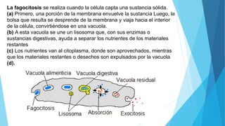 La fagocitosis se realiza cuando la célula capta una sustancia sólida.
(a) Primero, una porción de la membrana envuelve la sustancia Luego, la
bolsa que resulta se desprende de la membrana y viaja hacia el interior
de la célula, convirtiéndose en una vacuola.
(b) A esta vacuola se une un lisosoma que, con sus enzimas o
sustancias digestivas, ayuda a separar los nutrientes de los materiales
restantes
(c) Los nutrientes van al citoplasma, donde son aprovechados, mientras
que los materiales restantes o desechos son expulsados por la vacuola
(d).
 