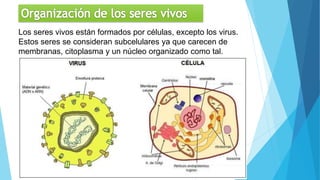 Los seres vivos están formados por células, excepto los virus.
Estos seres se consideran subcelulares ya que carecen de
membranas, citoplasma y un núcleo organizado como tal.
 