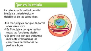 La célula: es la unidad de vida
biológica , morfológica y
fisiológica de los seres vivos.
Es morfológica por que da forma
a los seres vivos
Es fisiológica por que realiza
todas las funciones vitales
Es genética por que transmite
mediante cromosomas los
caracteres hereditarios de
padres a hijos
 