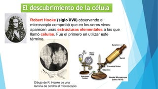 Robert Hooke (siglo XVII) observando al
microscopio comprobó que en los seres vivos
aparecen unas estructuras elementales a las que
llamó células. Fue el primero en utilizar este
término.
Dibujo de R. Hooke de una
lámina de corcho al microscopio
 