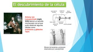 Antony van
Leeuwenhoek (siglo
XVII) fabricó un sencillo
microscopio con el que
pudo observar algunas
células como
protozoos y glóbulos
rojos.
Dibujos de bacterias y protozoos
observados por Leeuwenhoek
 
