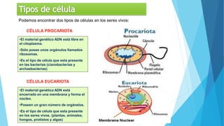 Podemos encontrar dos tipos de células en los seres vivos:
CÉLULA PROCARIOTA
•El material genético ADN está libre en
el citoplasma.
•Sólo posee unos orgánulos llamados
ribosomas.
•Es el tipo de célula que esta presente
en las bacterias (cianobacterias y
archaebacterias)
CÉLULA EUCARIOTA
•El material genético ADN está
encerrado en una membrana y forma el
núcleo.
•Poseen un gran número de orgánelos.
•Es el tipo de célula que esta presente
en los seres vivos. (plantas, animales,
hongos, protistos y algas)
 