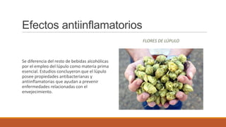 Efectos antiinflamatorios
                                                 FLORES DE LÚPULO



Se diferencia del resto de bebidas alcohólicas
por el empleo del lúpulo como materia prima
esencial. Estudios concluyeron que el lúpulo
posee propiedades antibacterianas y
antiinflamatorias que ayudan a prevenir
enfermedades relacionadas con el
envejecimiento.
 