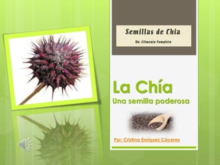 La Chía
Una semilla poderosa
Por: Cristina Enríquez Cáceres
 
