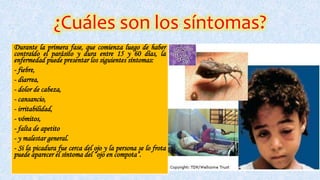 ¿Cuáles son los síntomas?
Durante la primera fase, que comienza luego de haber
contraído el parásito y dura entre 15 y 60 días, la
enfermedad puede presentar los siguientes síntomas:
- fiebre,
- diarrea,
- dolor de cabeza,
- cansancio,
- irritabilidad,
- vómitos,
- falta de apetito
- y malestar general.
- Si la picadura fue cerca del ojo y la persona se lo frota
puede aparecer el síntoma del “ojo en compota”.
 
