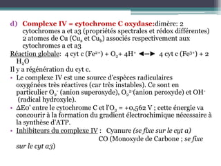 Complexe IV = cytochrome C oxydase:dimère: 2 cytochromes a et a3 (propriétés spectrales et rédoxdifférentes) 2 atomes de Cu (Cua et Cub) associés respectivement aux cytochromes a et a3Réaction globale:  4 cyt c (Fe2+) + O2+ 4H+ ◄─►  4 cyt c (Fe3+) + 2 H2OIl y a régénération du cyt c.Le complexe IV est une source d'espèces radiculaires oxygénées très réactives (car très instables). Ce sont en particulier O2- (anion superoxyde), O22-(anion peroxyde) et OH- (radical hydroxyle).ΔE0' entre le cytochrome C et l'O2 = +0,562 V ; cette énergie va concourir à la formation du gradient électrochimique nécessaire à la synthèse d'ATP.Inhibiteurs du complexe IV :   Cyanure (se fixe sur le cyt a)                                                       CO (Monoxyde de Carbone ; se fixe sur le cyt a3)