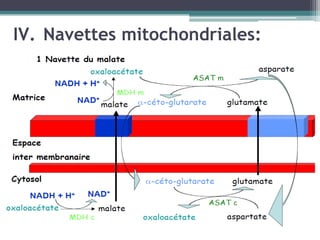 Navettes mitochondriales: 