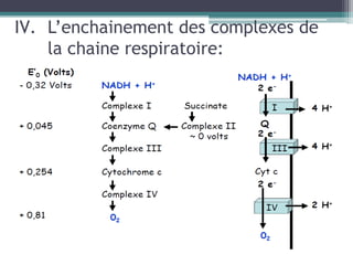 L’enchainement des complexes de la chaine respiratoire: