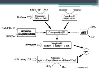 La Chaine Respiratoire
