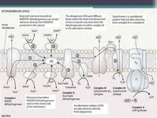 La Chaine Respiratoire