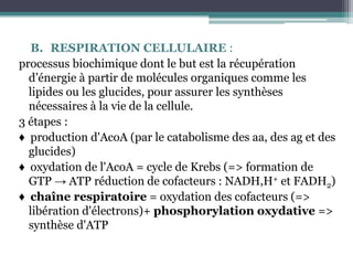 RESPIRATION CELLULAIRE : processus biochimique dont le but est la récupération d’énergie à partir de molécules organiques comme les lipides ou les glucides, pour assurer les synthèses nécessaires à la vie de la cellule. 3 étapes :♦  production d'AcoA (par le catabolisme des aa, des ag et des glucides)♦  oxydation de l'AcoA = cycle de Krebs (=> formation de GTP -> ATP réduction de cofacteurs : NADH,H+ et FADH2)♦  chaîne respiratoire = oxydation des cofacteurs (=> libération d'électrons)+ phosphorylation oxydative => synthèse d'ATP
